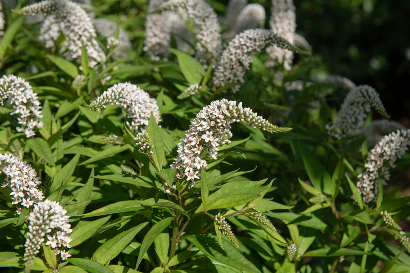 Lysimachia wederik vaste planten