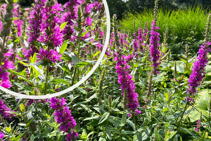 Kattenstaart - Lythrum virgatum 'Dropmore Purple'