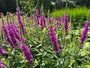 Lythrum virgatum 'Dropmore Purple' bloei