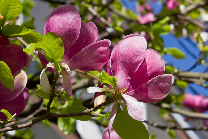 Beverboom - Magnolia 'Black Tulip' bloei