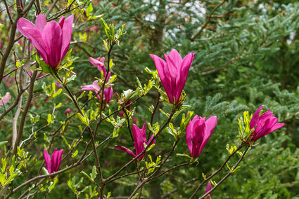 Beverboom - Magnolia 'Livingstone'