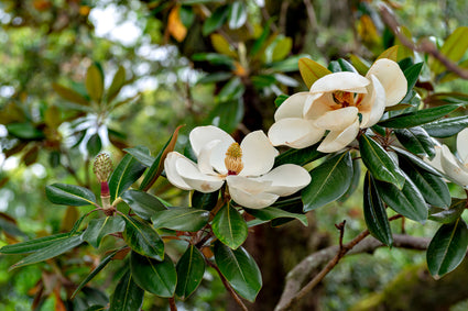 Magnolia grandiflora groenblijvende magnolia soorten kopen informatie