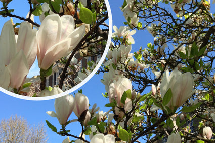 Beverboom - Magnolia soulangeana 'Superba' zuilboom