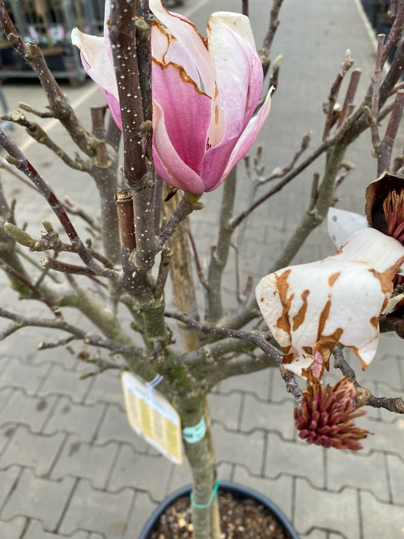 Magnolia x soulangeana op stam