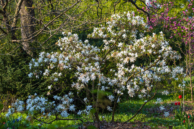 Stermagnolia - Magnolia stellata - heester