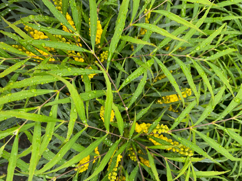 Mahoniestruik - Mahonia eurybracteata 'Soft Caress'