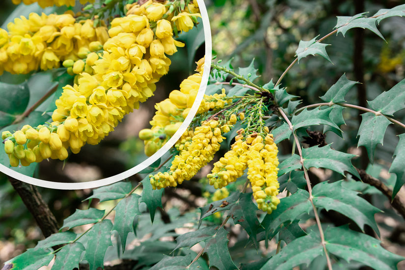 Mahoniestruik - Mahonia x media 'Charity'