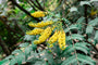 Mahoniestruik Mahonia x media 'Charity' in bloei