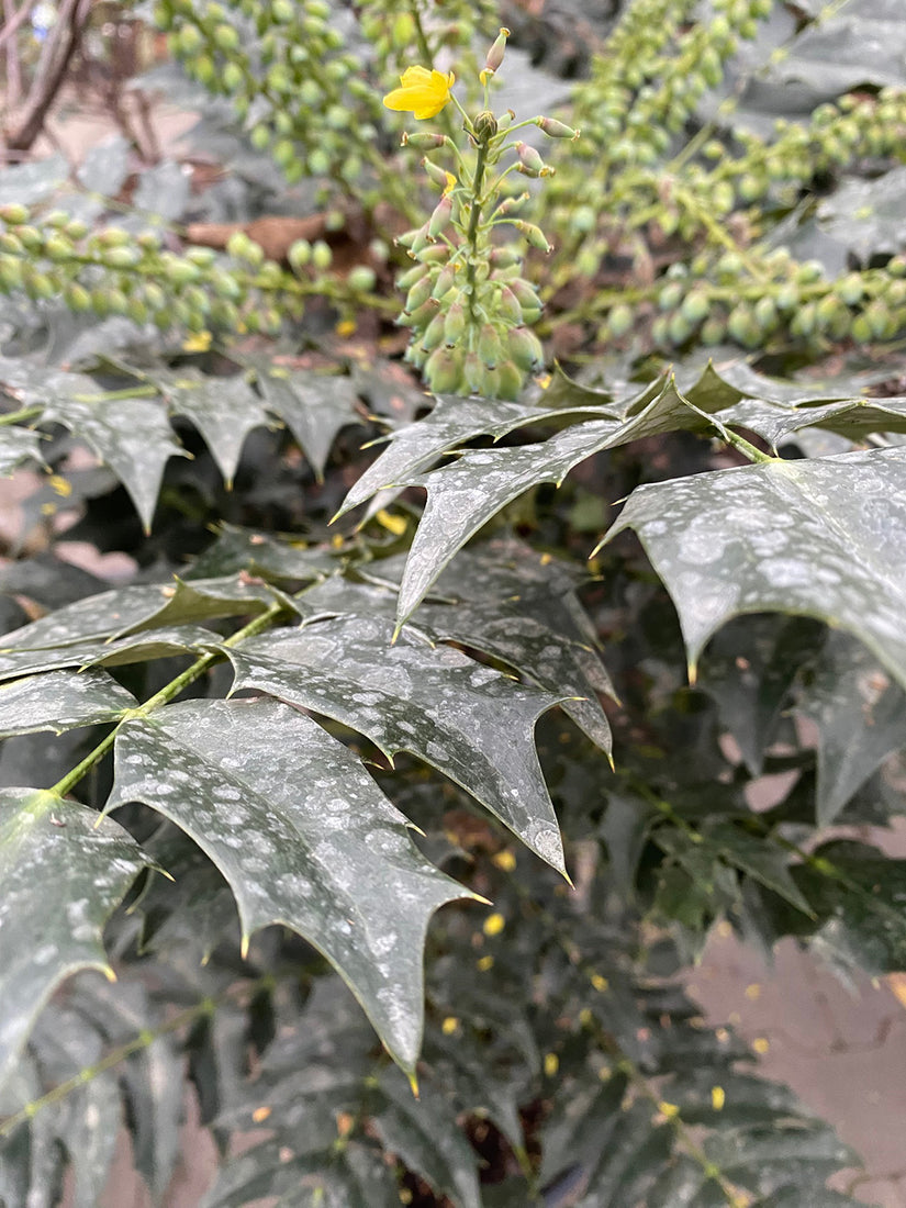 Mahonia heeft hulstachtige blad