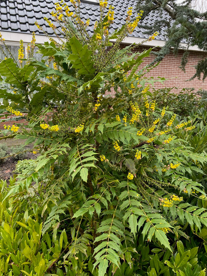 Mahonie - Mahonia