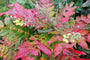 Mahoniestruik Mahonia japonica in de herfst