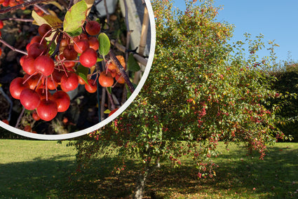 Meerstammige Sierappel Malus 'Evereste' boom