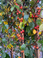 Sierappel - Malus Evereste (November)