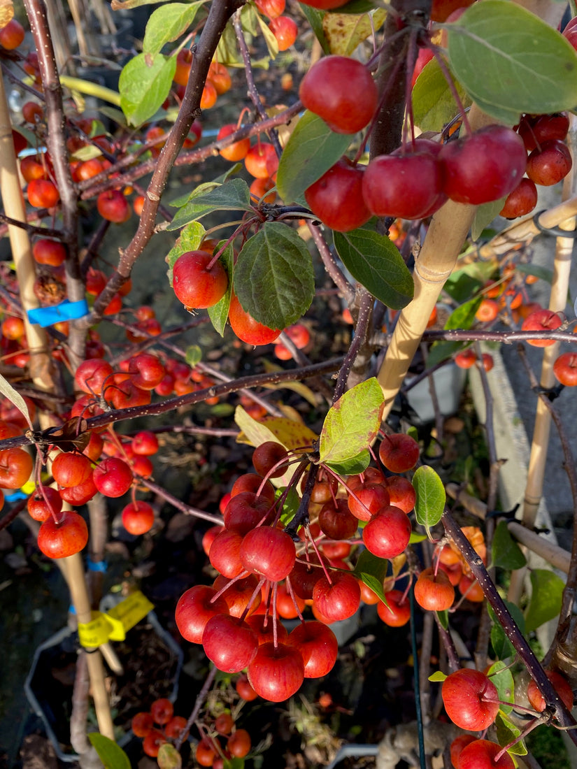 Appeltjes Malus Evereste