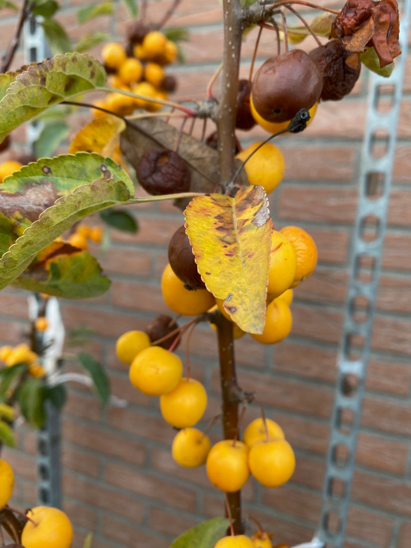 Sierappel - Malus 'Golden Hornet' (Foto November)