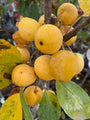 Sierappeltjes van Malus 'Golden Hornet'