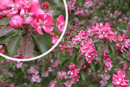 Sierappel - Malus 'Rudolph'