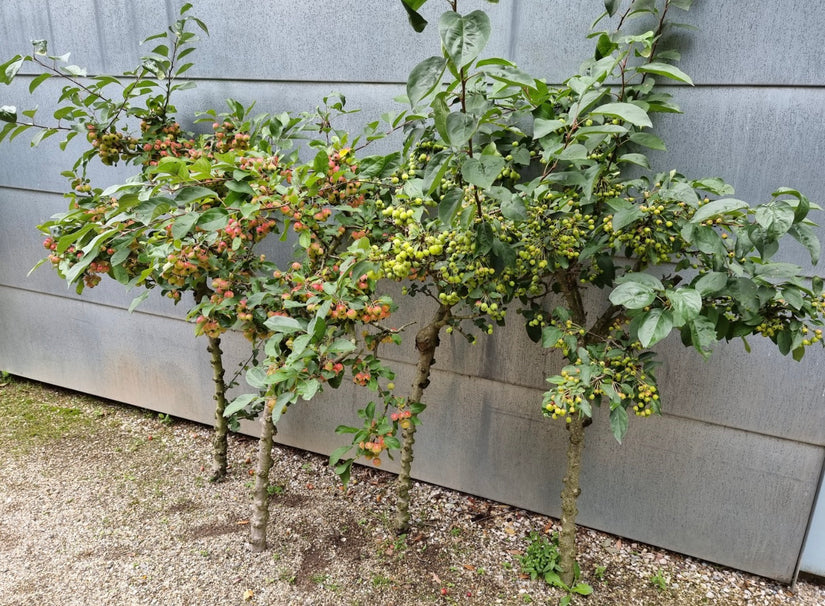 Malus - Sierappeltjes