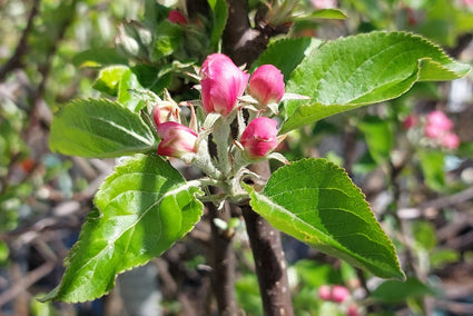 Bloei Appelboom - Malus domestica 'Cox's Orange Pippin'