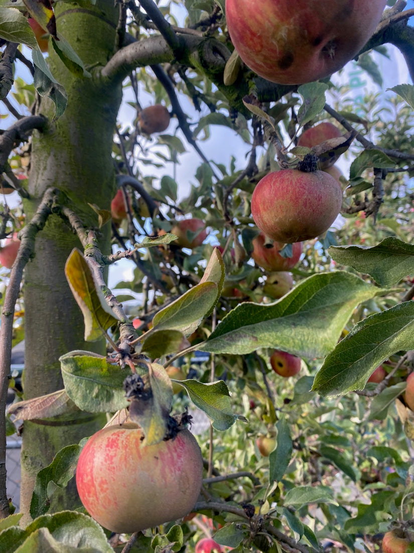 Appelboom - Malus domestica 'Elstar'