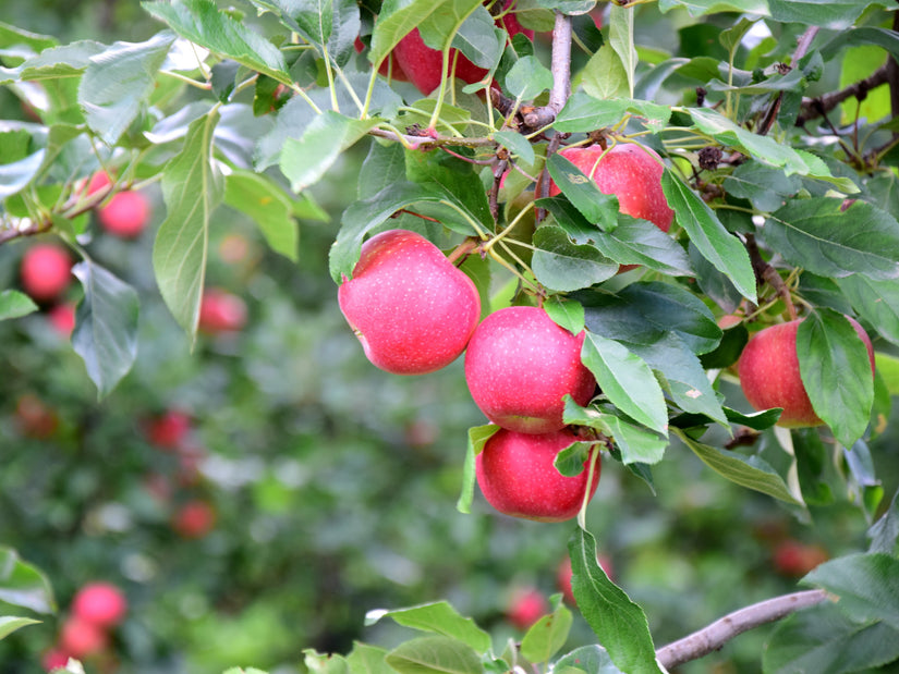 Appelboom - Malus domestica 'Gloster'