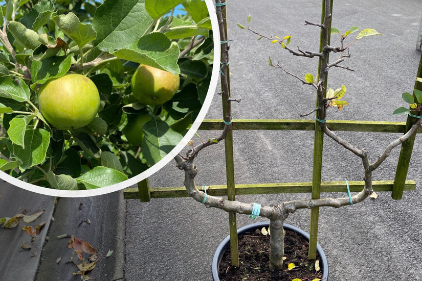 Laagstammige lei appelboom - Malus domestica 'James Grieve' op houten rek