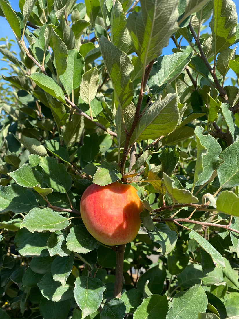 Appel Malus domestica 'James Grieve'