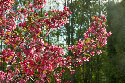 Malus-toringo-Scarlet.jpg