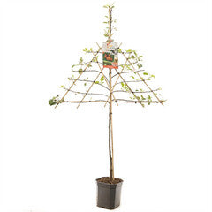 Appelboom - Malus domestica 'Jonagold' - Leivorm