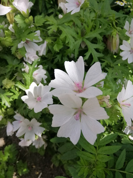 Malva-moschata-Alba.jpg