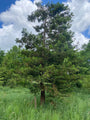 Mammoetboom-Sequoia-sempervirens.jpg