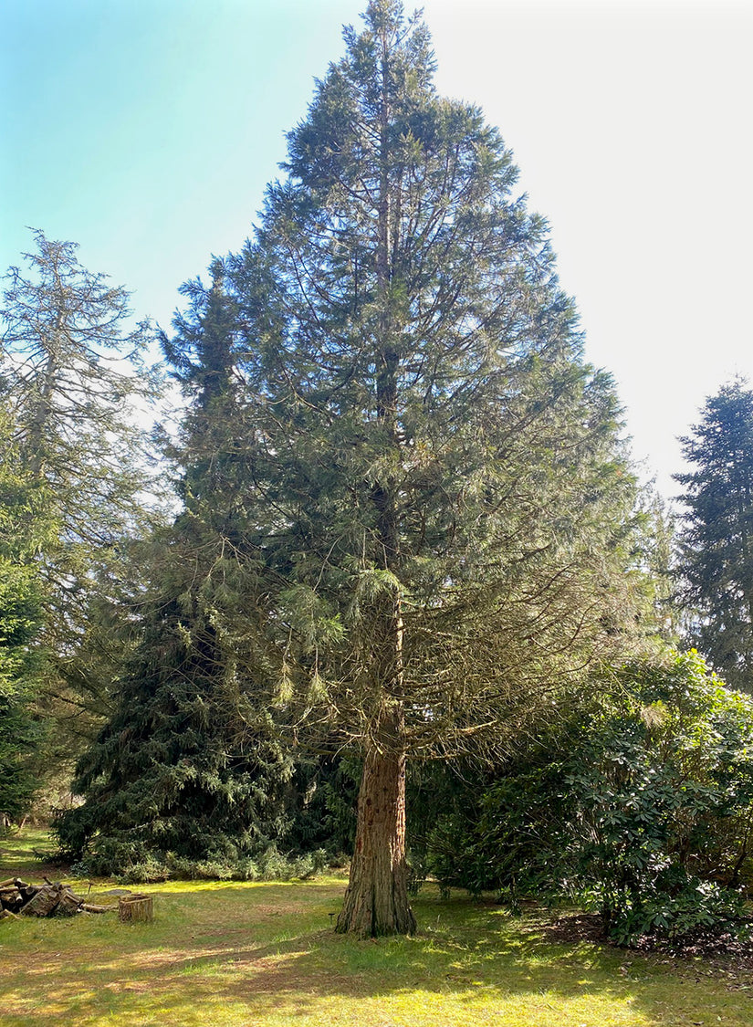 Mammoetboom Sequoiadendron giganteum - conifeer 