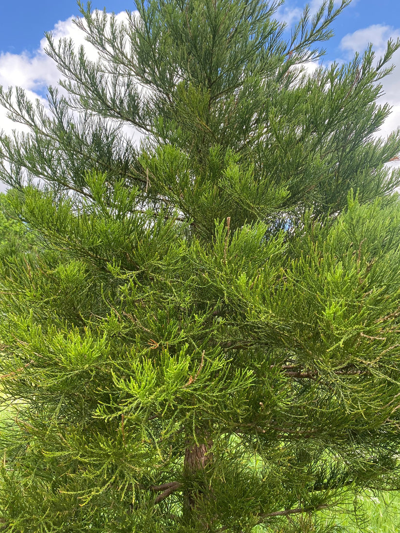 Mammoetboom-Sequoiadendron-giganteum-takken.jpg