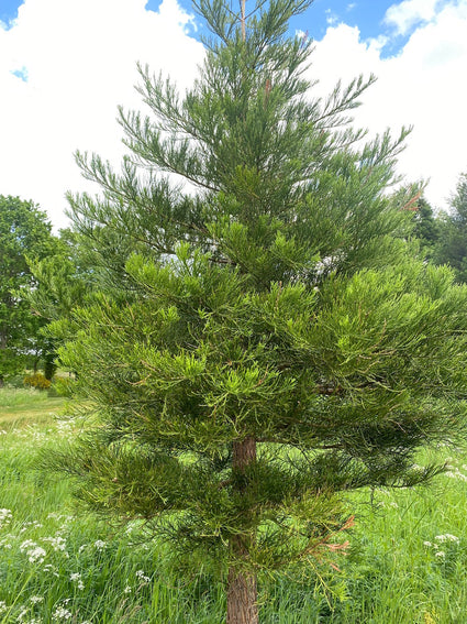 Mammoetboom-Sequoiadendron-giganteum.jpg