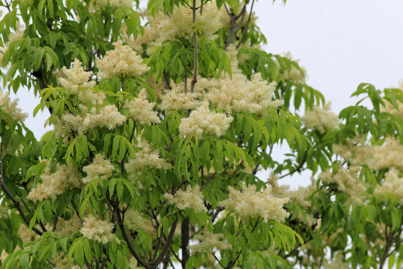 Bloei Es boom - Fraxinus Ornus Meczek