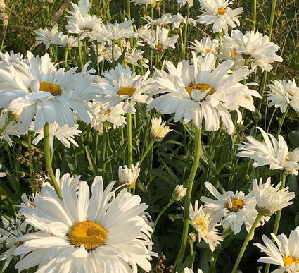 Margriet - Leucanthemum