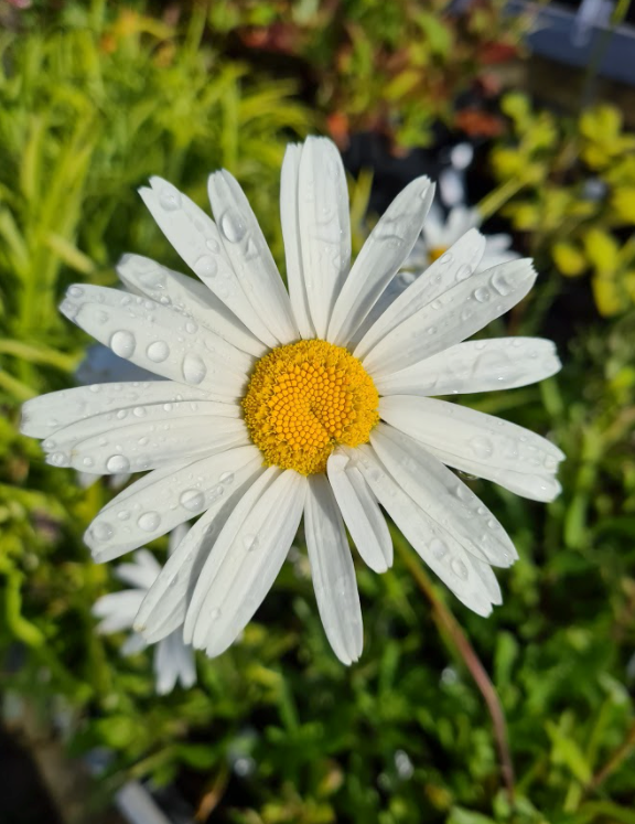 Witte bloeiende margriet vaste plant