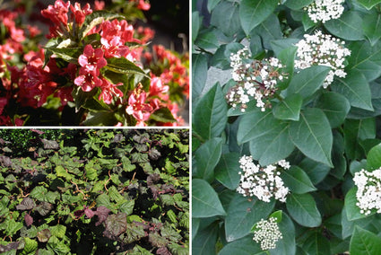 Mascha - Heesters kleigrond - Bloeikleur Geel, Wit & Rood