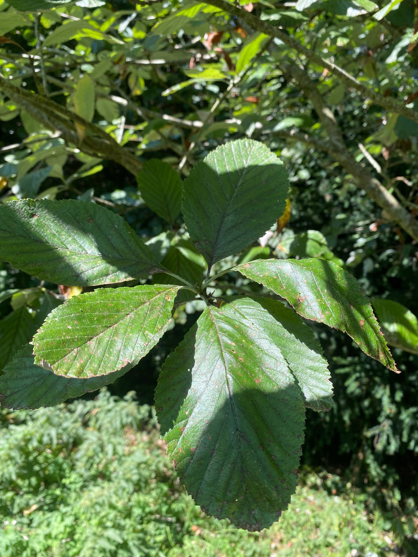 Blad Meelbes boom - Sorbus aria