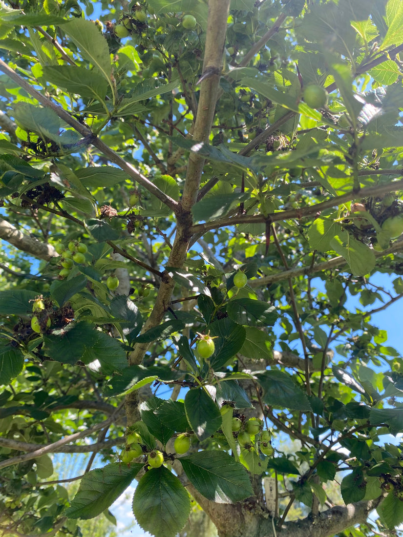 Vrucht Meidoorn - Crataegus persimilis 'Splendens'