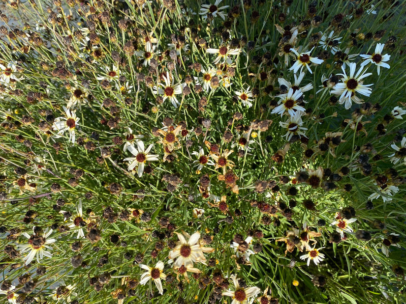 Meisjesogen - Coreopsis 'Fools Gold'