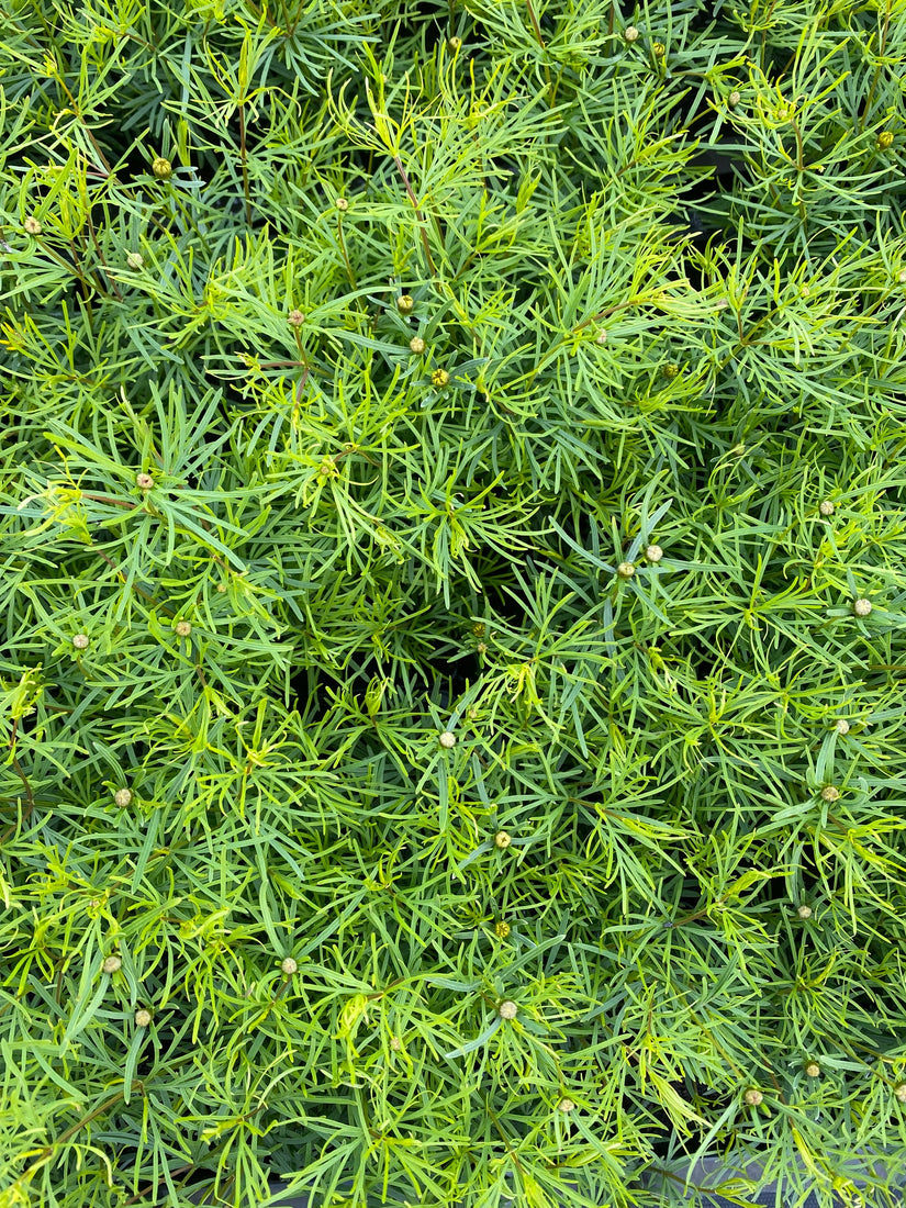 Meisjesogen-Coreopsis-Zagreb.jpg