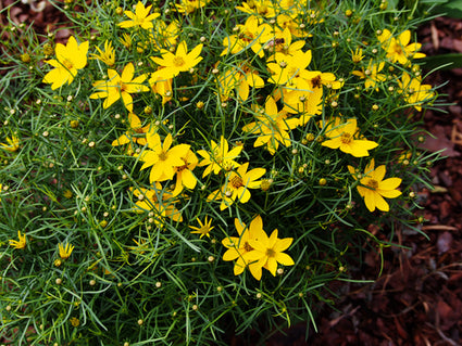 Meisjesogen - Coreopsis 'Zagreb'.jpg