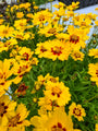 Meisjesogen - Coreopsis lanceolata 'Sterntaler'