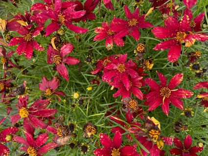 Meisjesogen - Coreopsis verticillata 'Route 66'