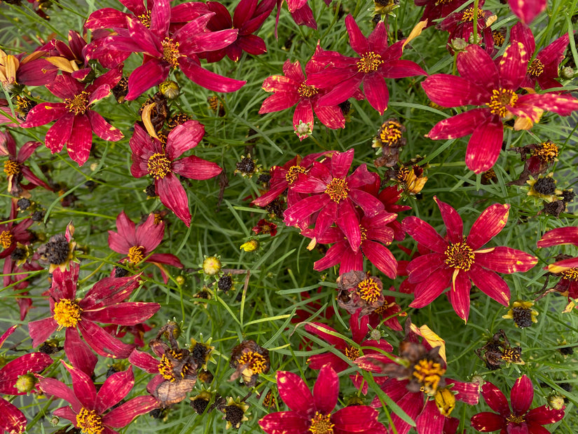 Meisjesogen - Coreopsis verticillata 'Route 66'