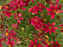 Meisjesogen - Coreopsis verticillata 'Route 66'