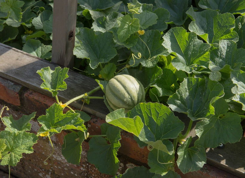 Cucumis melo - Meloen - 'Charentais'