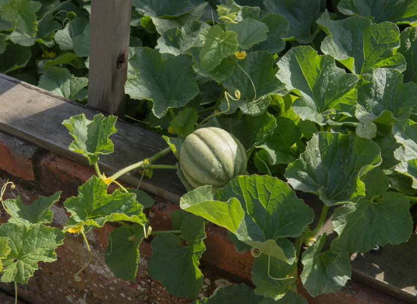 Meloen Cucumis melo 'Charentais' - Zelf meloenen kweken