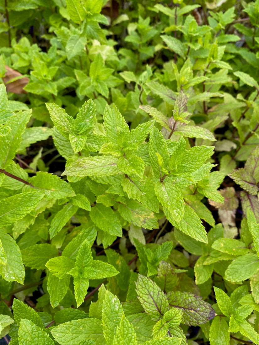 Marokkaanse munt - Mentha spicata 'Maroccan'